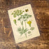 Dill Herb Flowers Botanical Vintage Illustrations Metal Sign