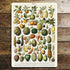Vintage Botanical Kitchen Fruits  - Metal Art Wall Sign (1)
