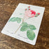 Vintage Flower Illustration Rose - Metal Wall Sign